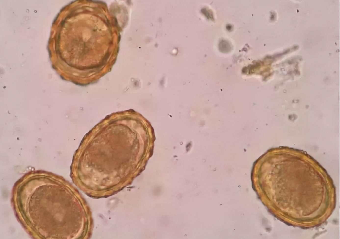 蛟是什么动物的特征,蛟是什么动物现实中存在吗