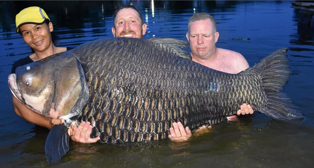 鳄雀鳝为什么不吃亚洲鲤鱼,鳄雀鳝治理亚洲鲤鱼