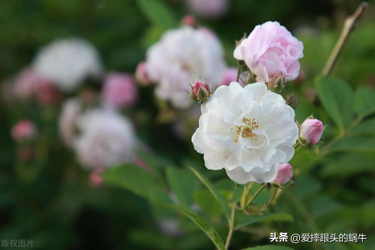 生如夏花灿烂的时候,生如夏花绚烂绽放歌曲视频