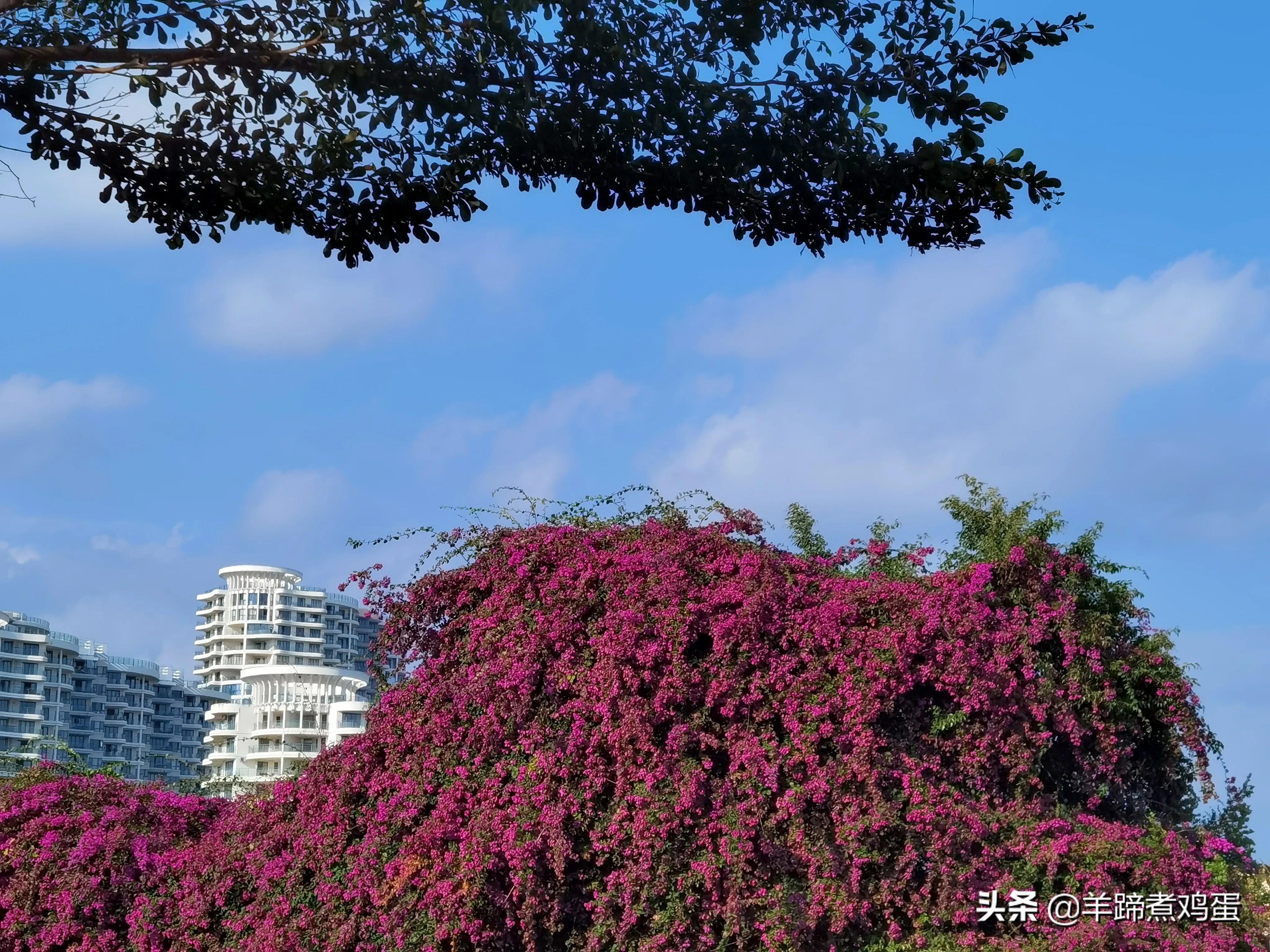 三亚椰梦长廊日落绝美,三亚湾椰梦长廊看夕阳最佳观赏点
