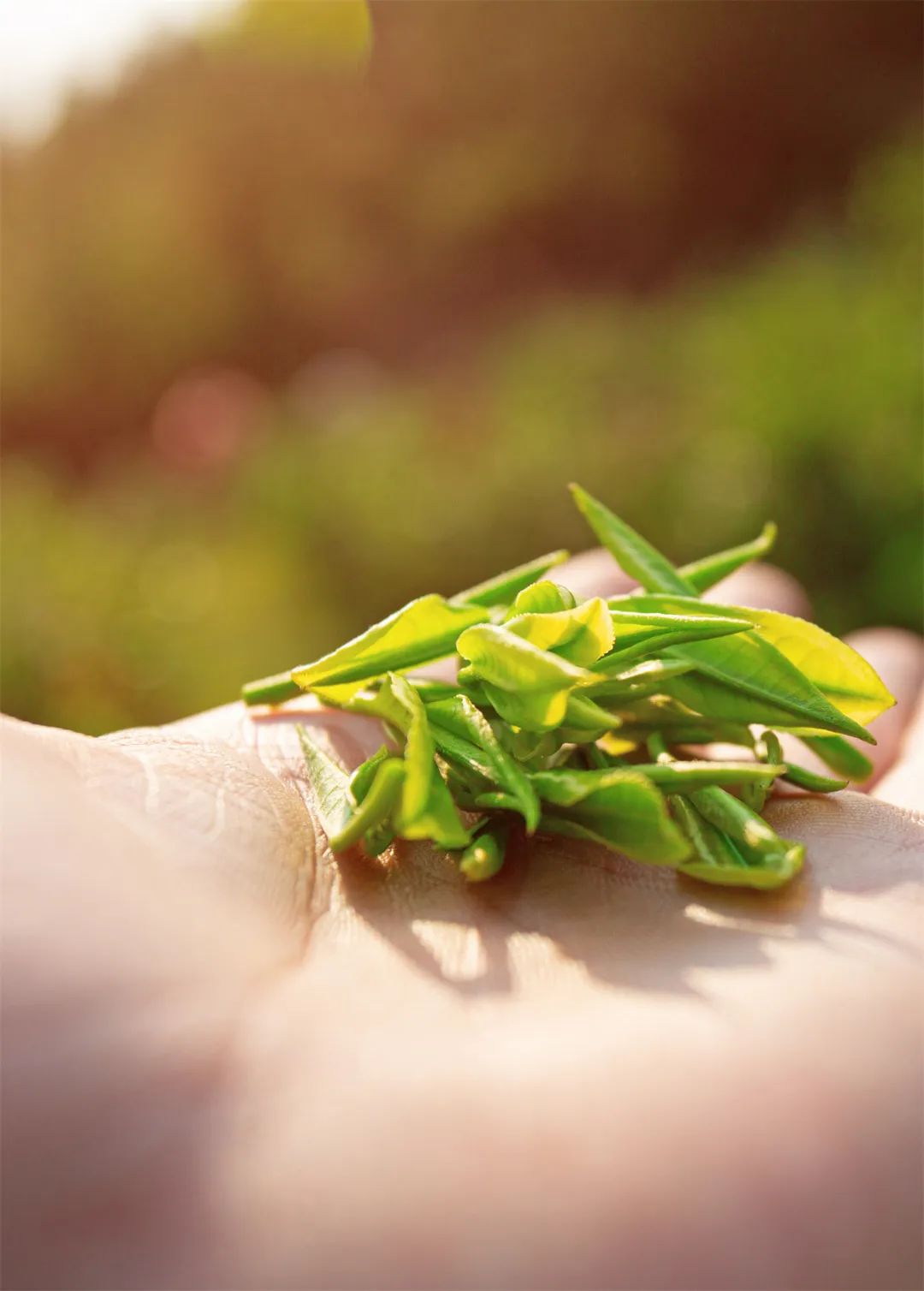 茶叶知识常识介绍大全,茶叶的基本知识大全有哪些