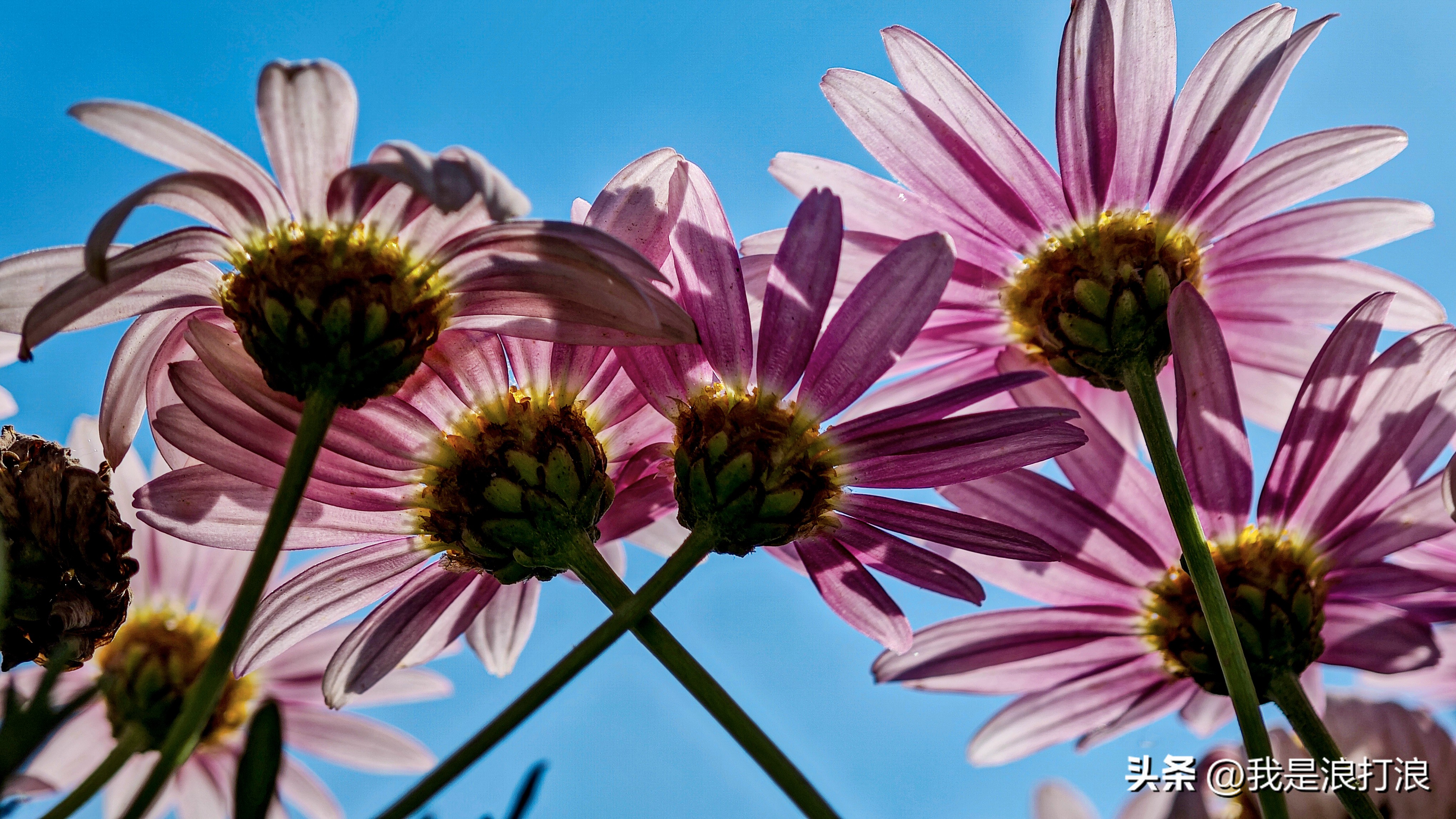 13小米pro实测,小米13pro最新官方消息