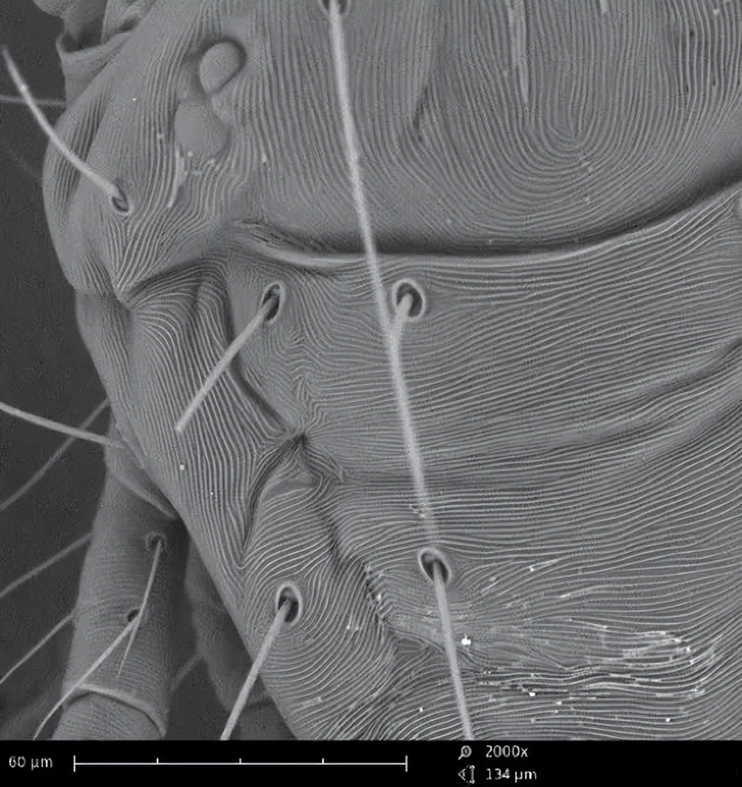 sem扫描电镜的原理及操作,sem扫描电镜的主要结构