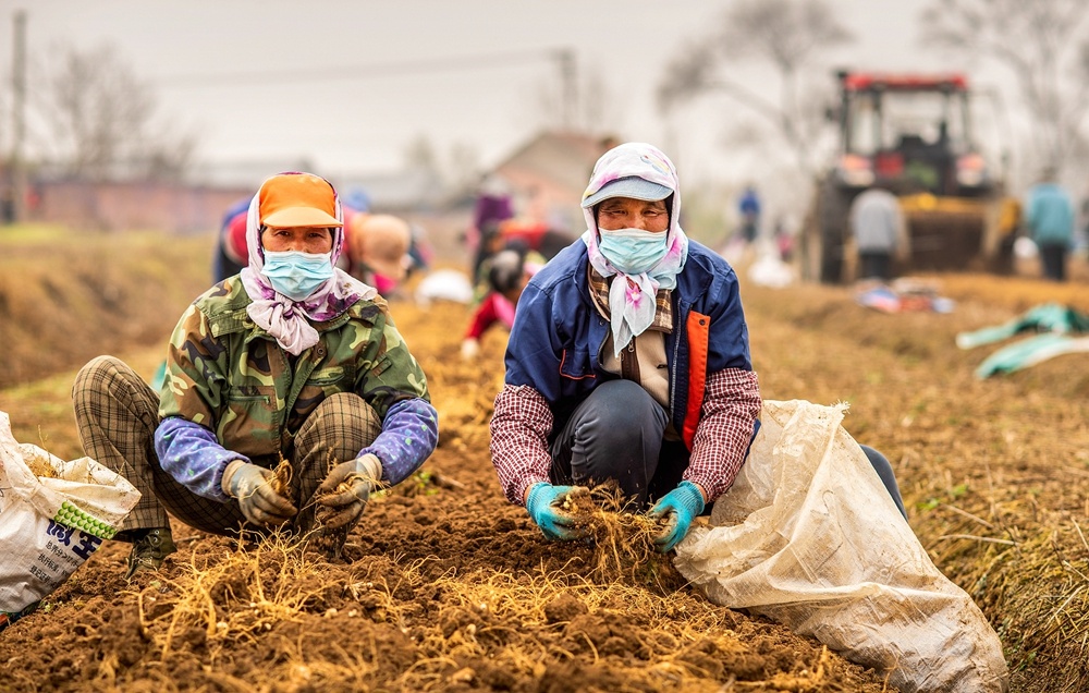 进口正品西洋参500克多少钱,进口西洋参与国产参的差别