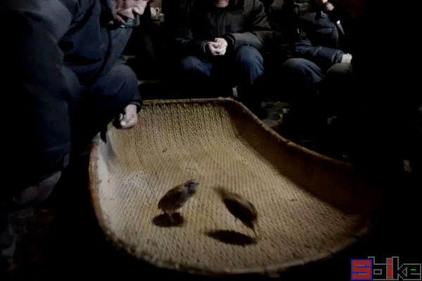 Sbike动植物百科：世界十大博戏，斗兽、斗禽、斗虫、斗鱼（上）