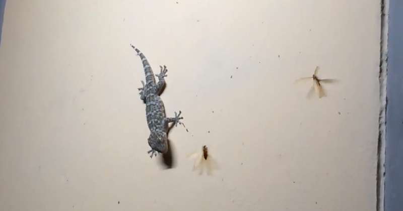 五毒有壁虎还是蜘蛛,五毒为什么是壁虎而不是蜘蛛