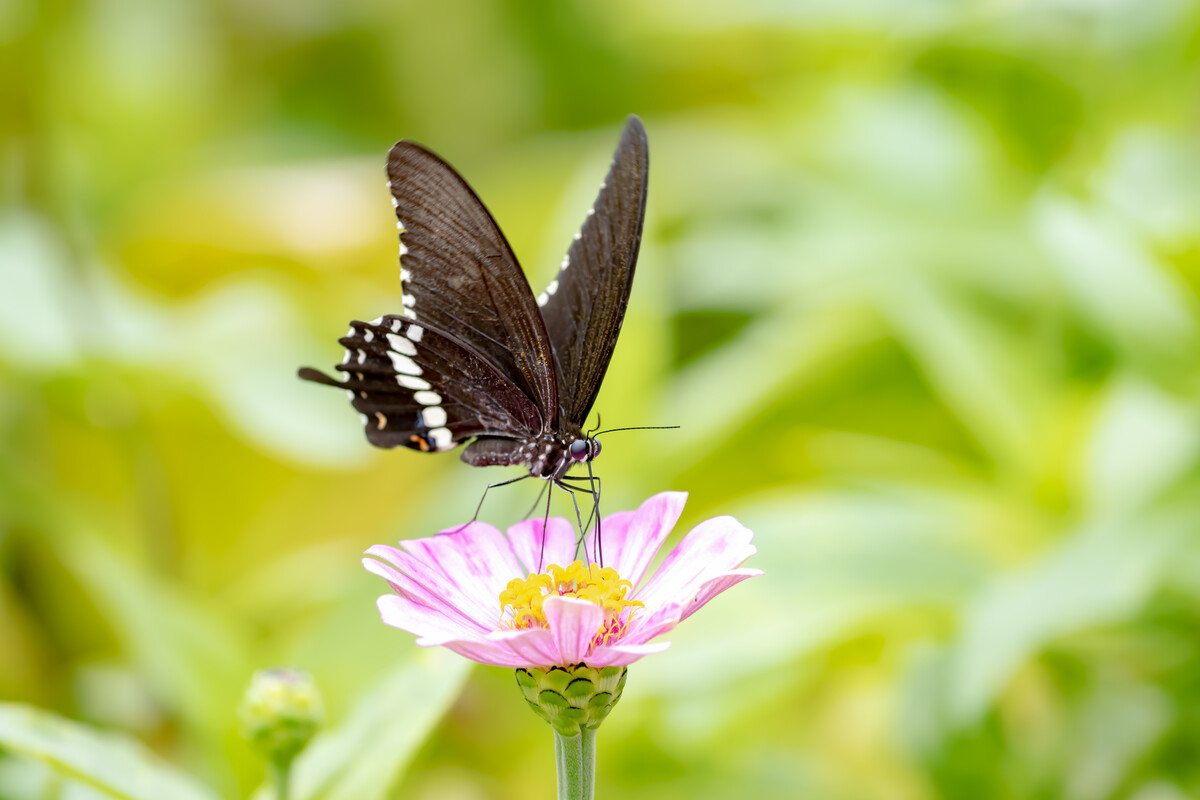 春天诗词最美十首,极美的十首春天诗词
