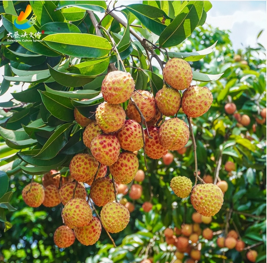 滴滴滴！2023年桂平荔枝最全采购指南！你的桂平荔枝已到达！