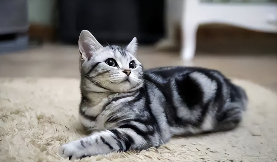 美短品种的猫乖吗,美短猫聪明不聪明