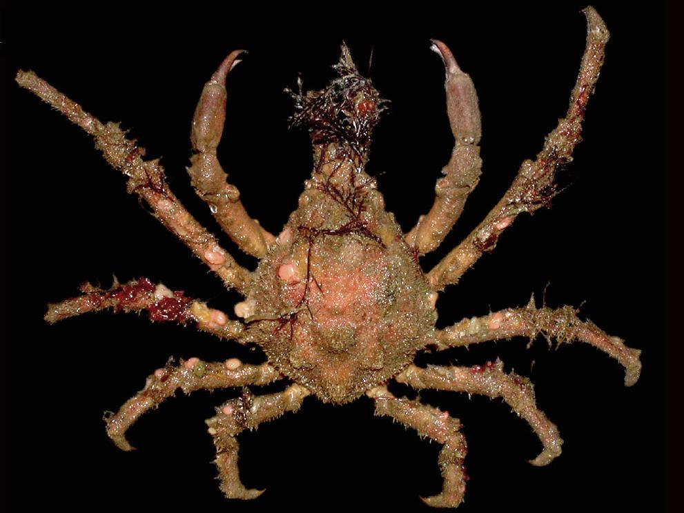 新物种有哪些,新物种是怎么凭空出现的