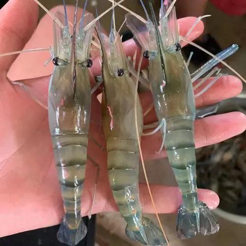 精油的毒性,微生物制剂在对虾应用