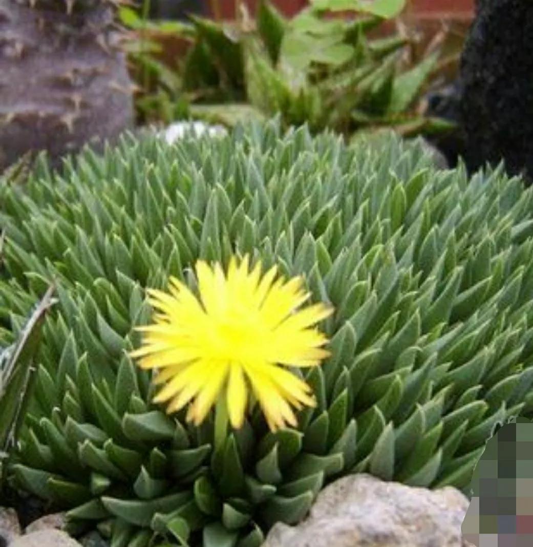 多肉植物石头开花,多肉石头花秋季