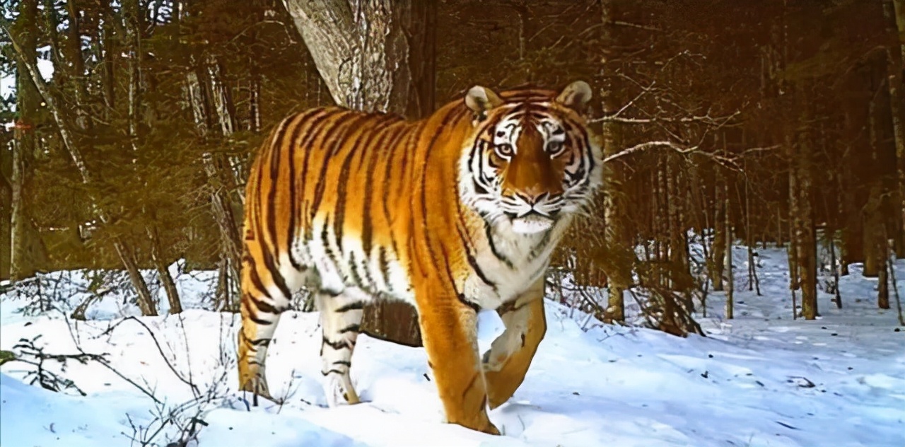 东北虎遇到非洲狮,谁才是陆地王者王者之间的对决