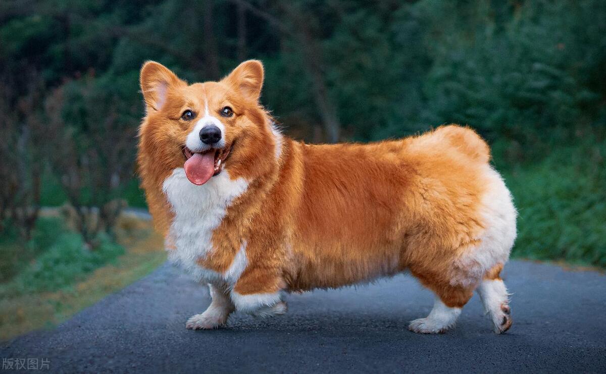 什么品种的狗性格温顺,狗的品种和性格特征