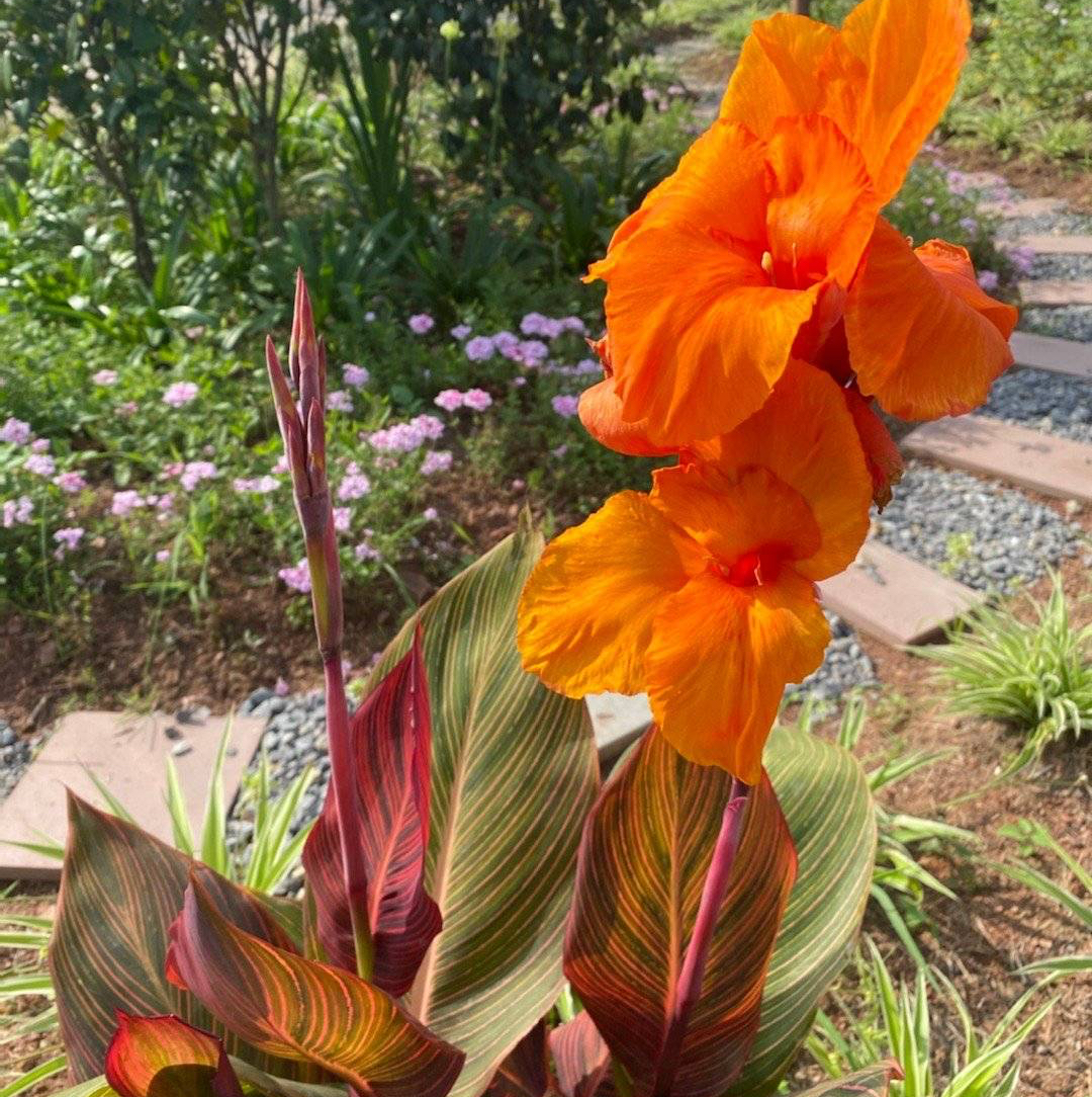 最好养的阳台5种花,适合南方室内养的50种花