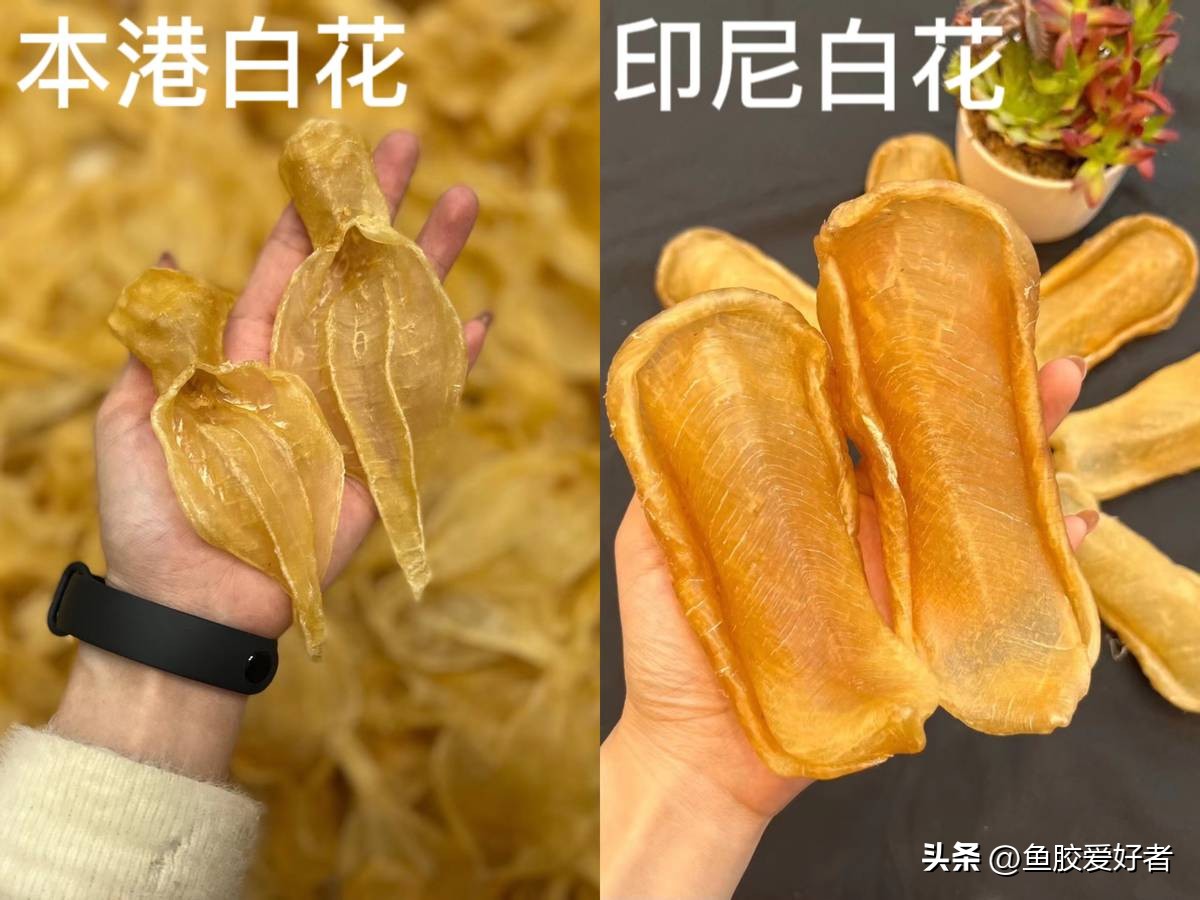 鱼胶花胶怎样使用,鱼胶花胶知识分享