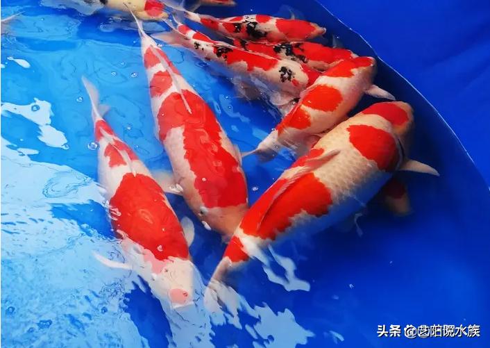 互动性强的观赏鱼好养,哪些观赏鱼会和主人互动