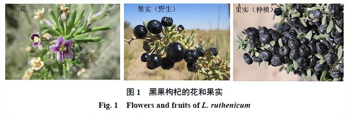 组学技术包括,组学技术具有哪些技术优势