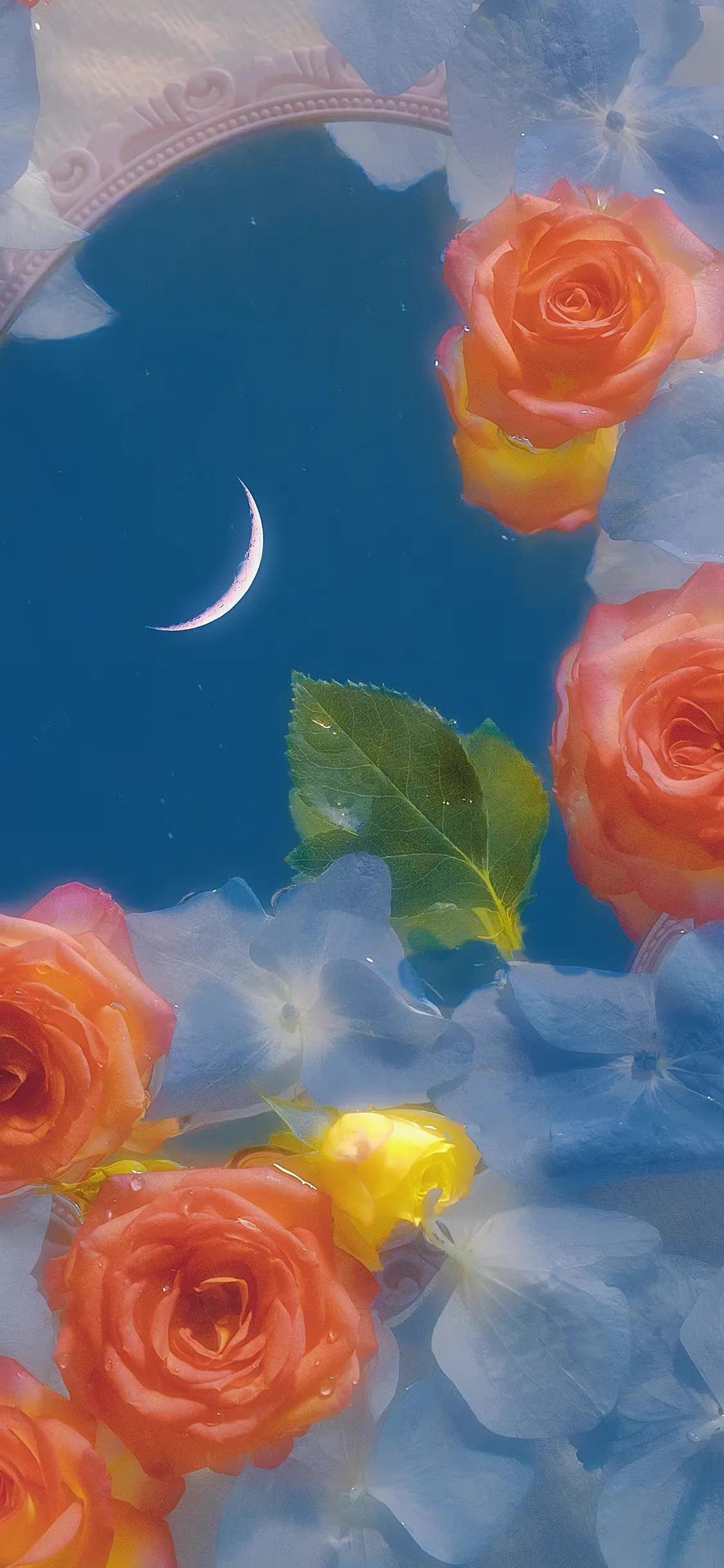 荷花荷叶壁纸图片大全,荷叶手机壁纸高清图片