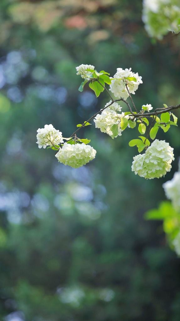 双鱼座离不开仪式感,双鱼座很讲究细节