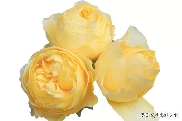 大花浓香勤花的月季品种,大花月季品种介绍大全图片及价格