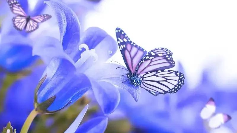 浣欑敓渚濇棫,浣欑敓渚濇棫濡傚垵