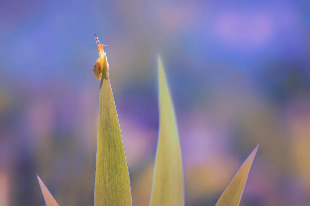 摄影师顾光辉：把爱好变成技能，摄影需要一种执着