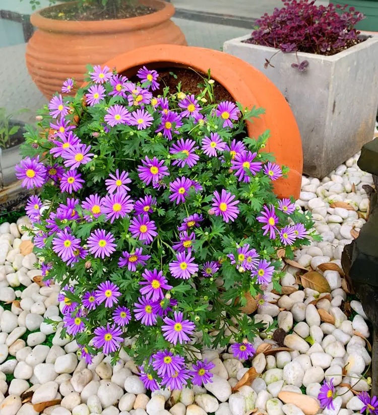 10月份养花注意什么,10月养栀子花