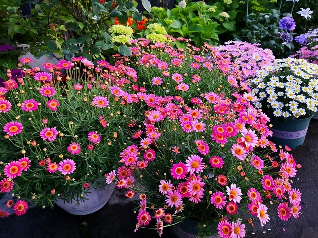 玛格丽特怎么养才长得好,如何养好玛格丽特