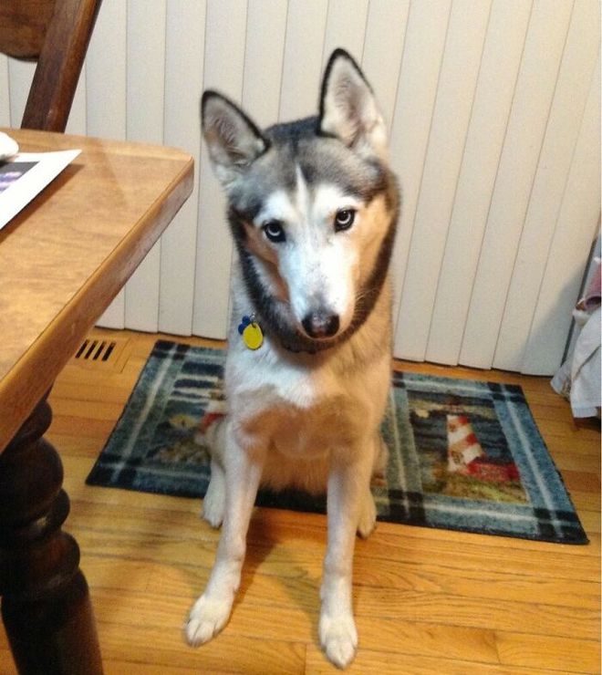 如何和狗互相交流,如何正确与狗狗互动