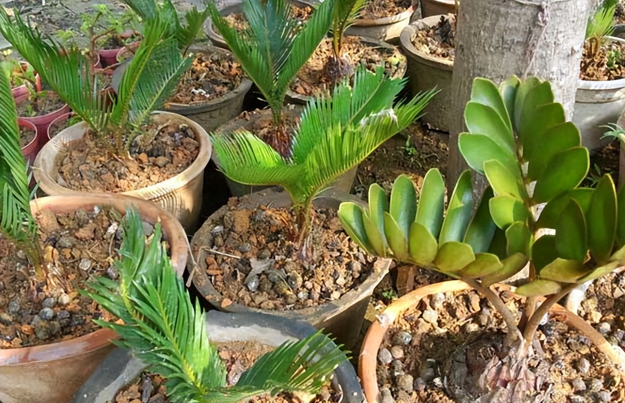 花卉播种注意事项及要点,花卉常用的露地播种方法