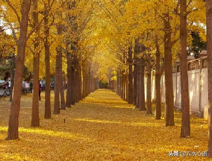 描写风的诗句古诗大全集,盘点写风诗词中的经典诗词