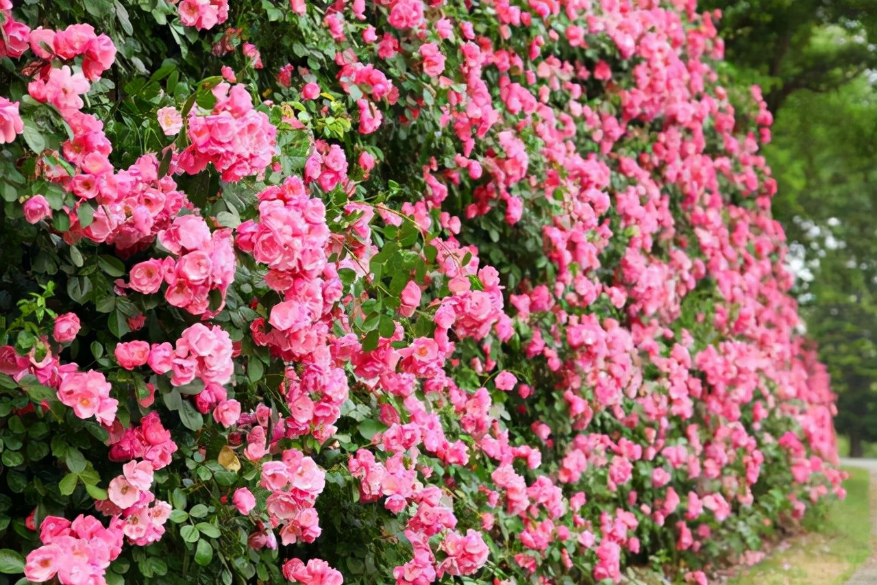 院子里葡萄架越来越少，不是不喜欢，而是这12种藤蔓植物能替代它