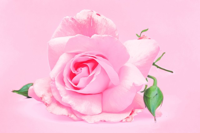 小学英语单词打卡,小学英语单词默写打卡