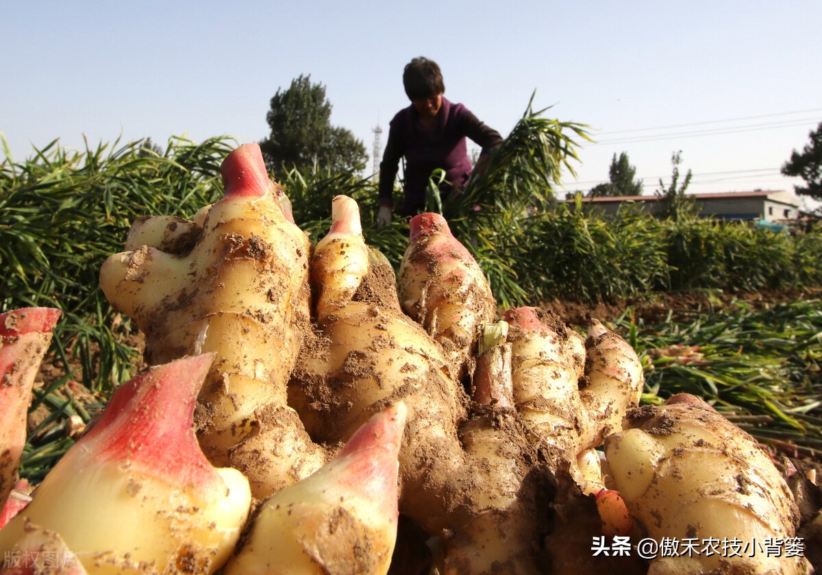 大姜的种植和管理技术资料,大姜种植技术与管理生长周期