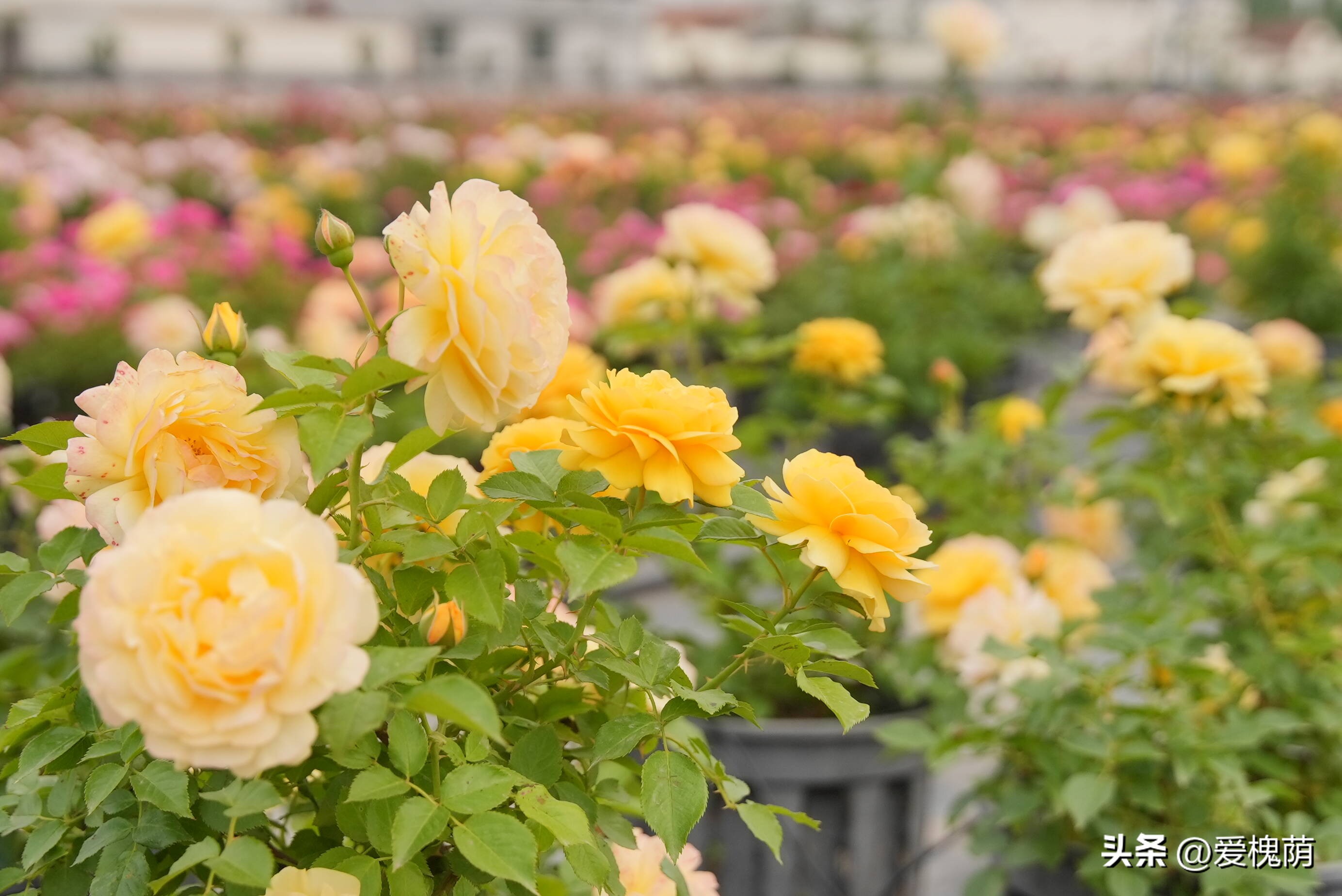 爱拍照的你怎能错过,拍照送给爱拍照的你