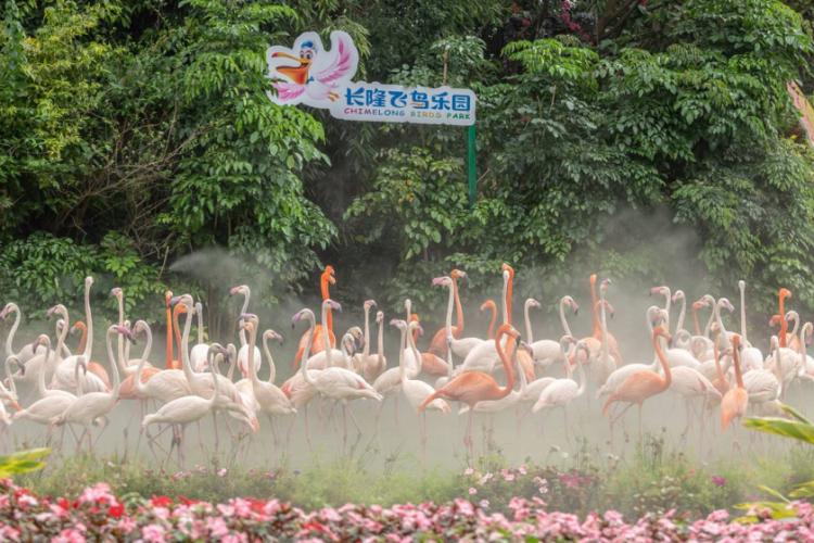 住野趣C位-广州长隆酒店！含高级客房+童趣乐园+广州长隆园区门票