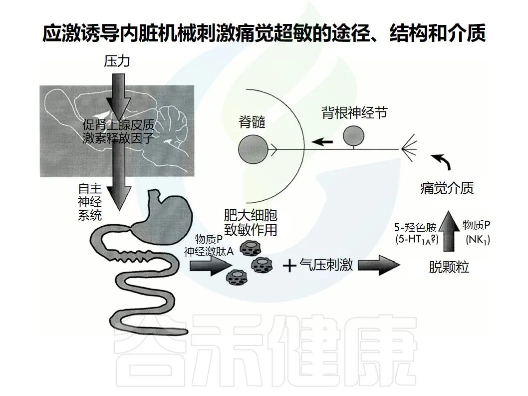 胃胀腹胀腹痛检查均正常,胃胀疼下腹疼喉咙有异物感