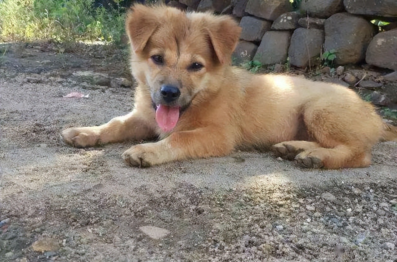 挑选温顺的土狗,性格温顺的短腿土狗是什么品种