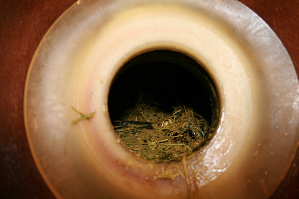 牛身上挖个洞它不会痛吗,为什么在牛身上开洞还要伸手去掏