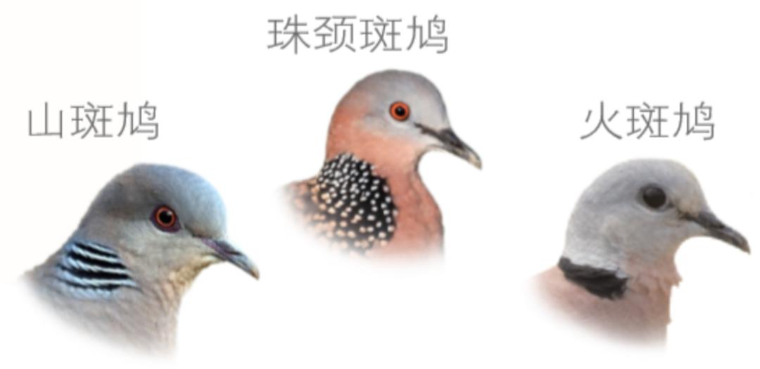 中国常见的斑鸠,斑鸠为何很少看到斑鸠巢穴