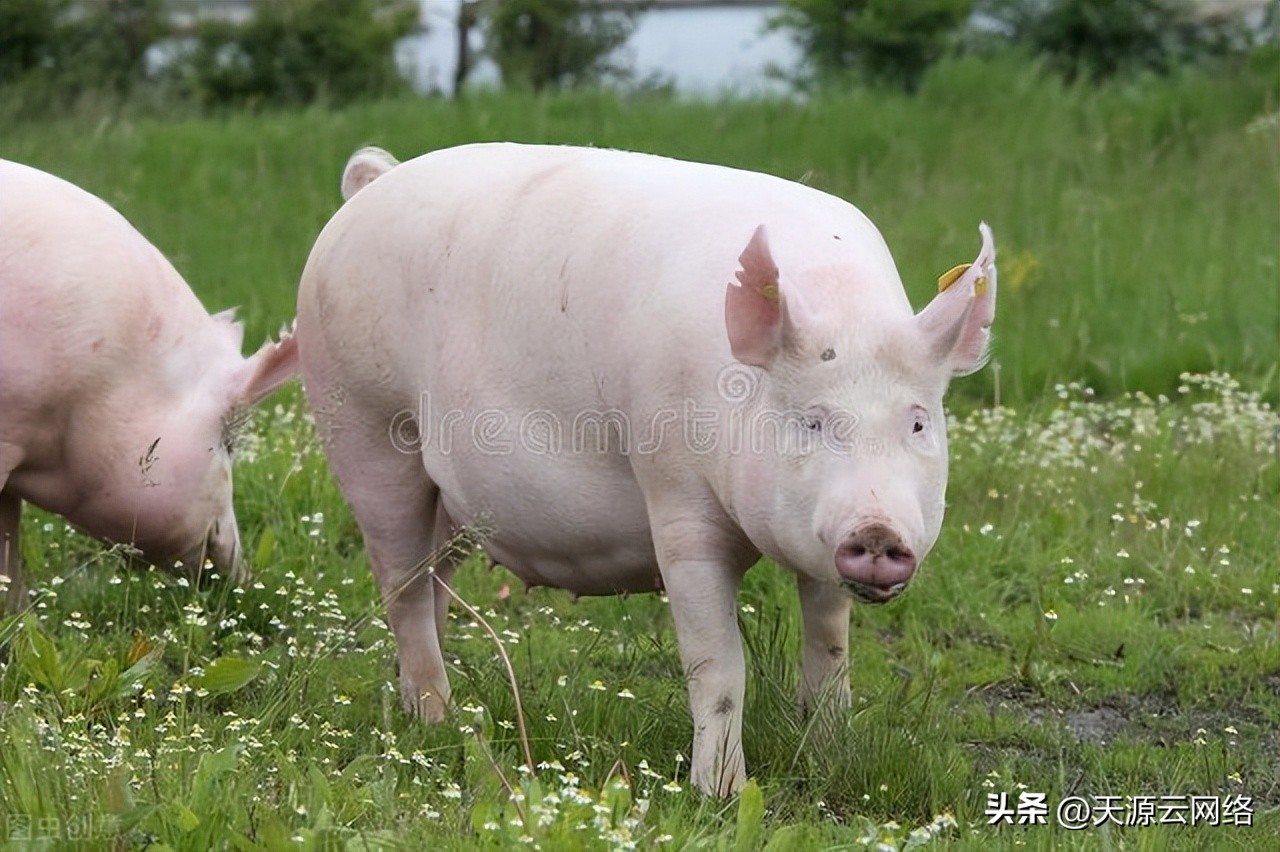 母猪流产怎么办？流产后的母猪该如何处理？猪场管理才是关键