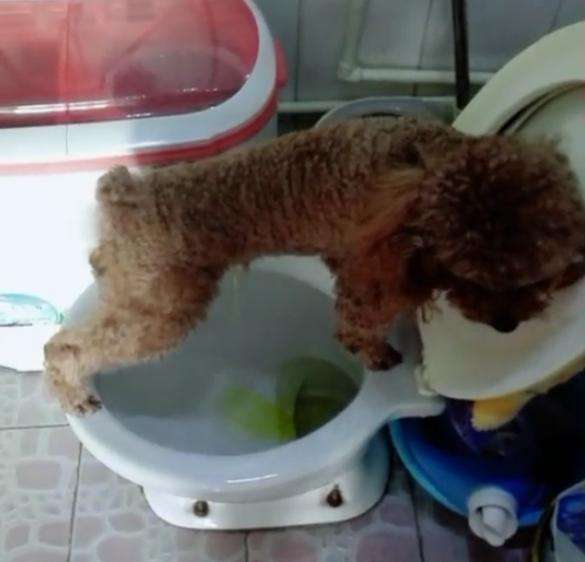 成年泰迪犬怎么训练大小便,泰迪犬怎样训练大小便的方法视频