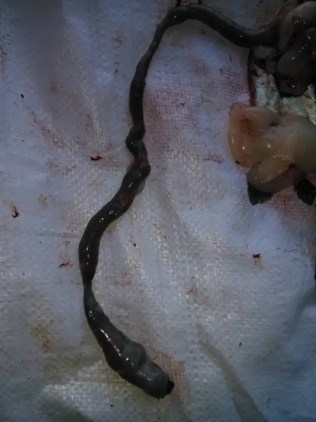 鱼类便秘怎么治疗,鱼塘里的鱼便秘怎么治疗最好