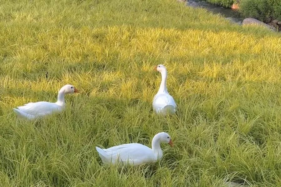 德昌有什么好耍的地方,德昌有啥好玩的地方推荐一下