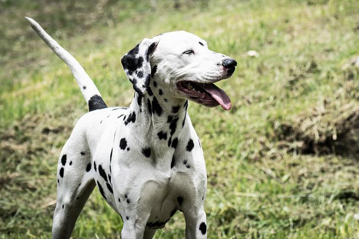 哪种宠物狗最便宜好养,养什么宠物狗比较便宜