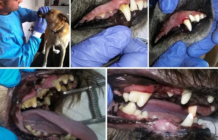 小狗牙龈炎要怎样治疗,犬口腔炎怎么治