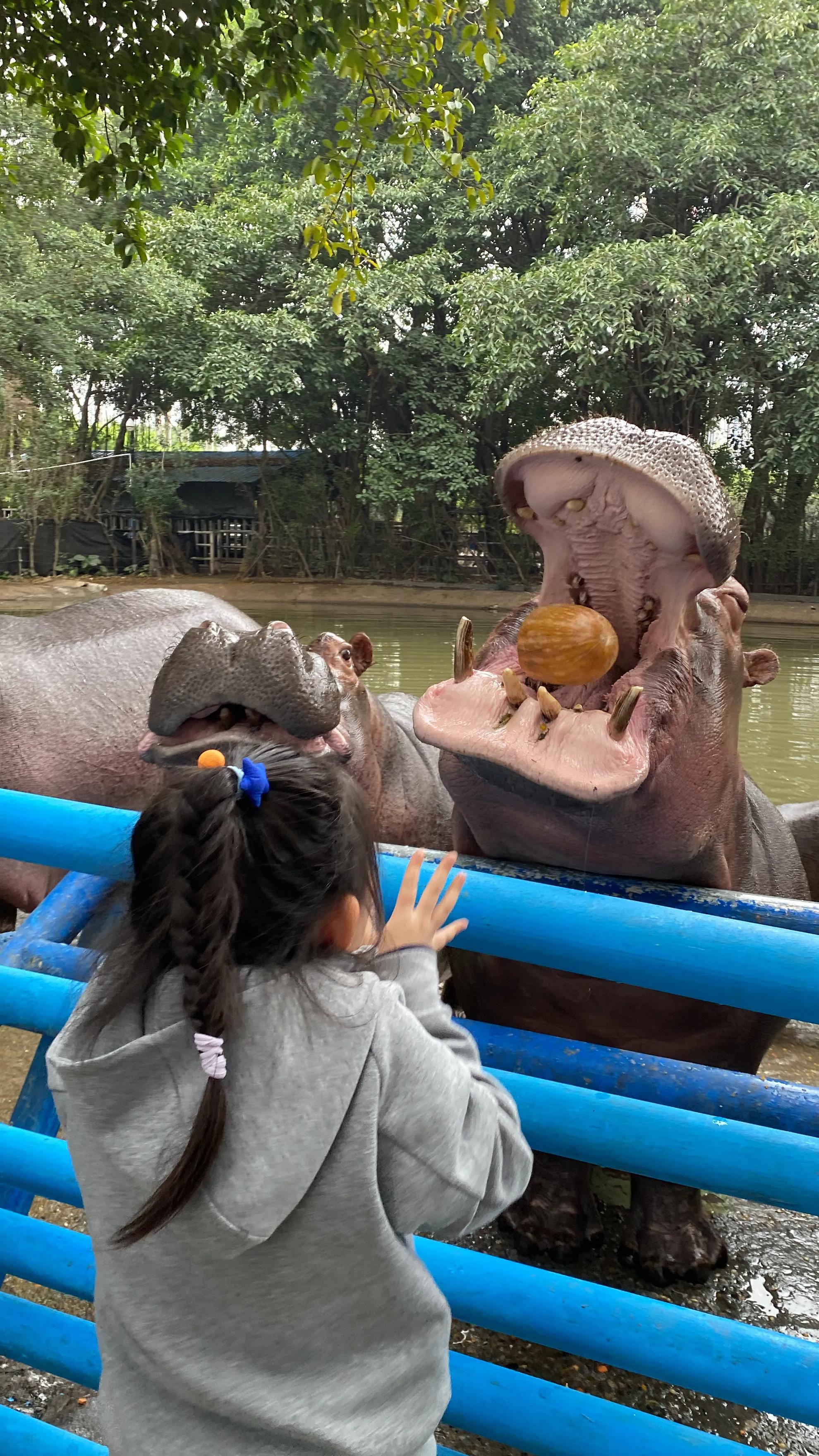 广州长隆度假区游玩攻略预算,广州长隆度假区最全游玩攻略