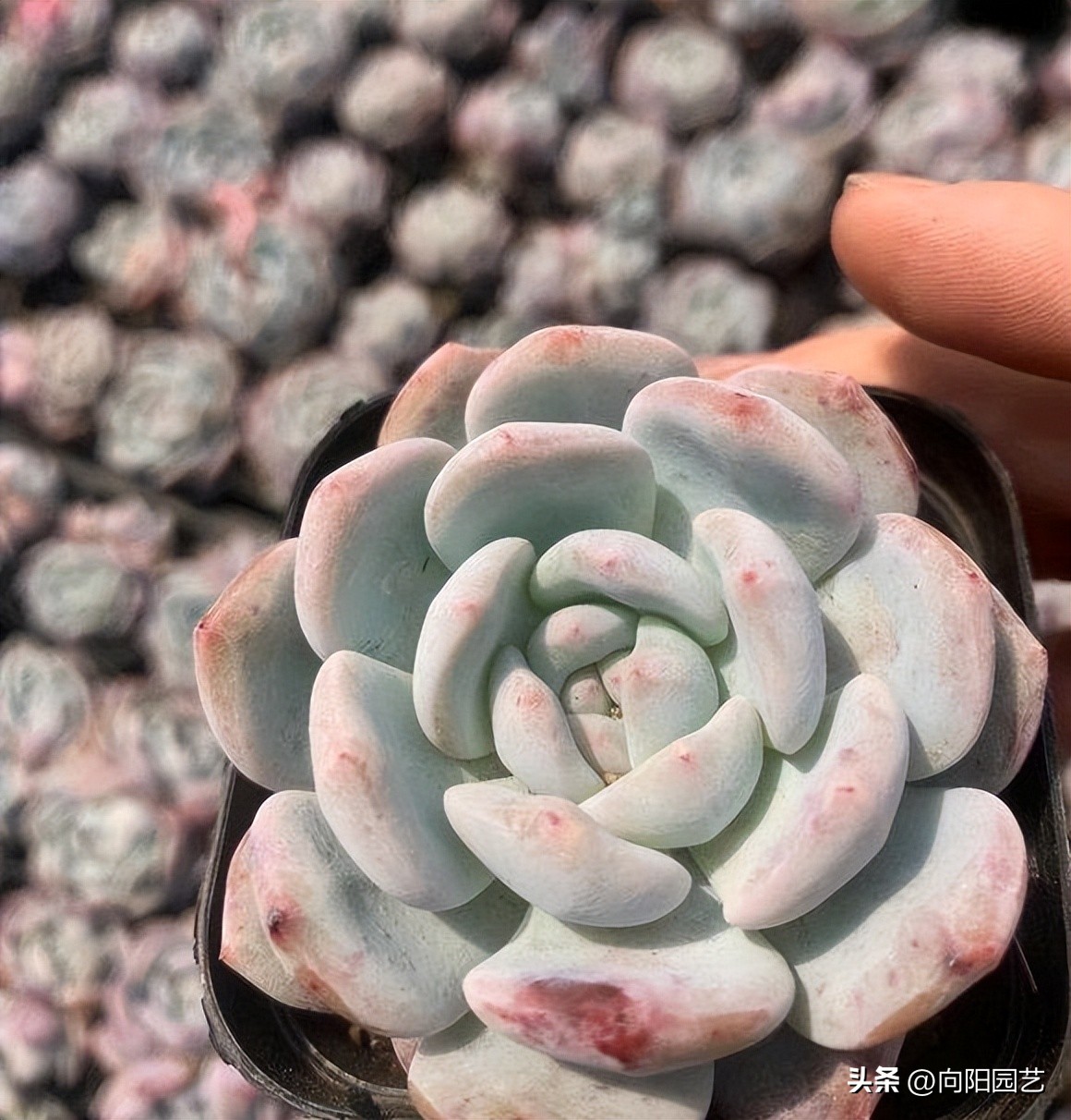 花卉生意有多少利润,花卉生意好做吗赚钱吗