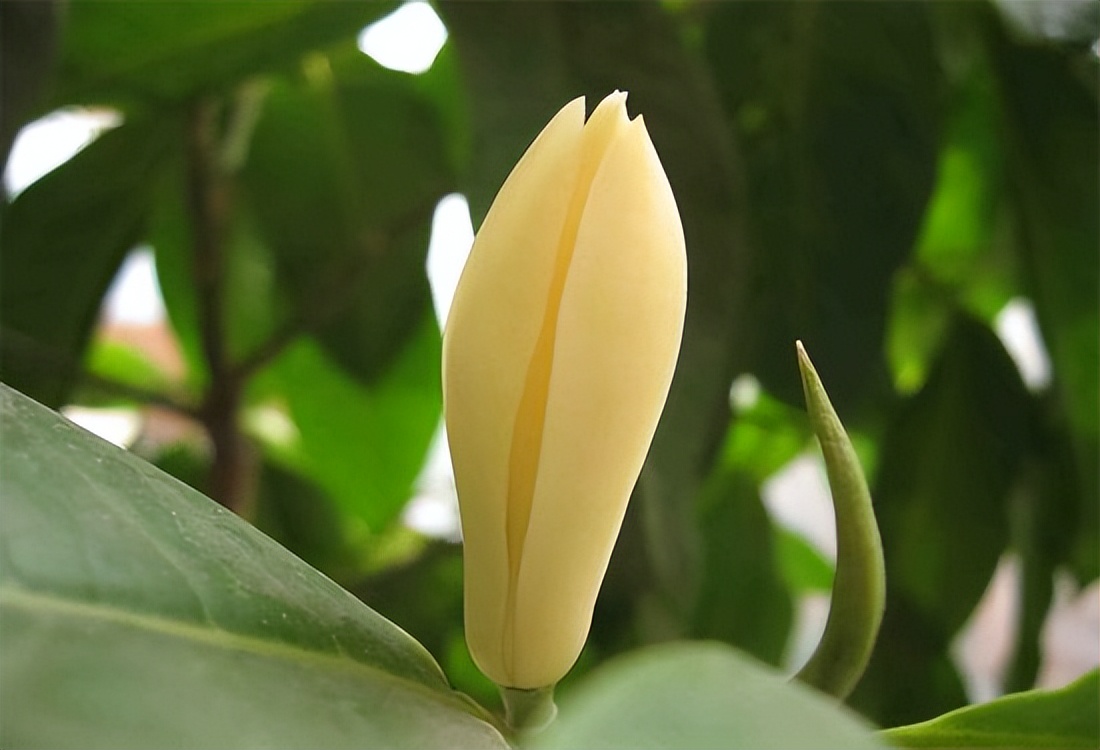 穿越必备指南黑火药,自制清凉薄荷花露水